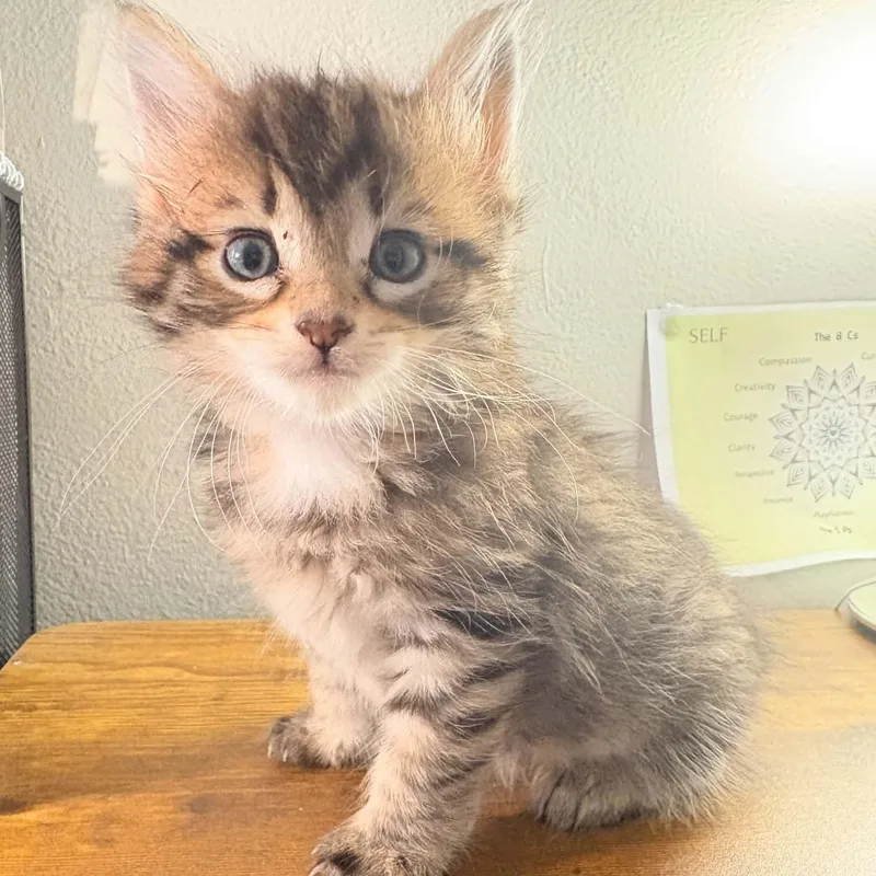 A baby small-sized female Domestic Medium Hair cat named Sardine for adoption in Milwaukee, WI