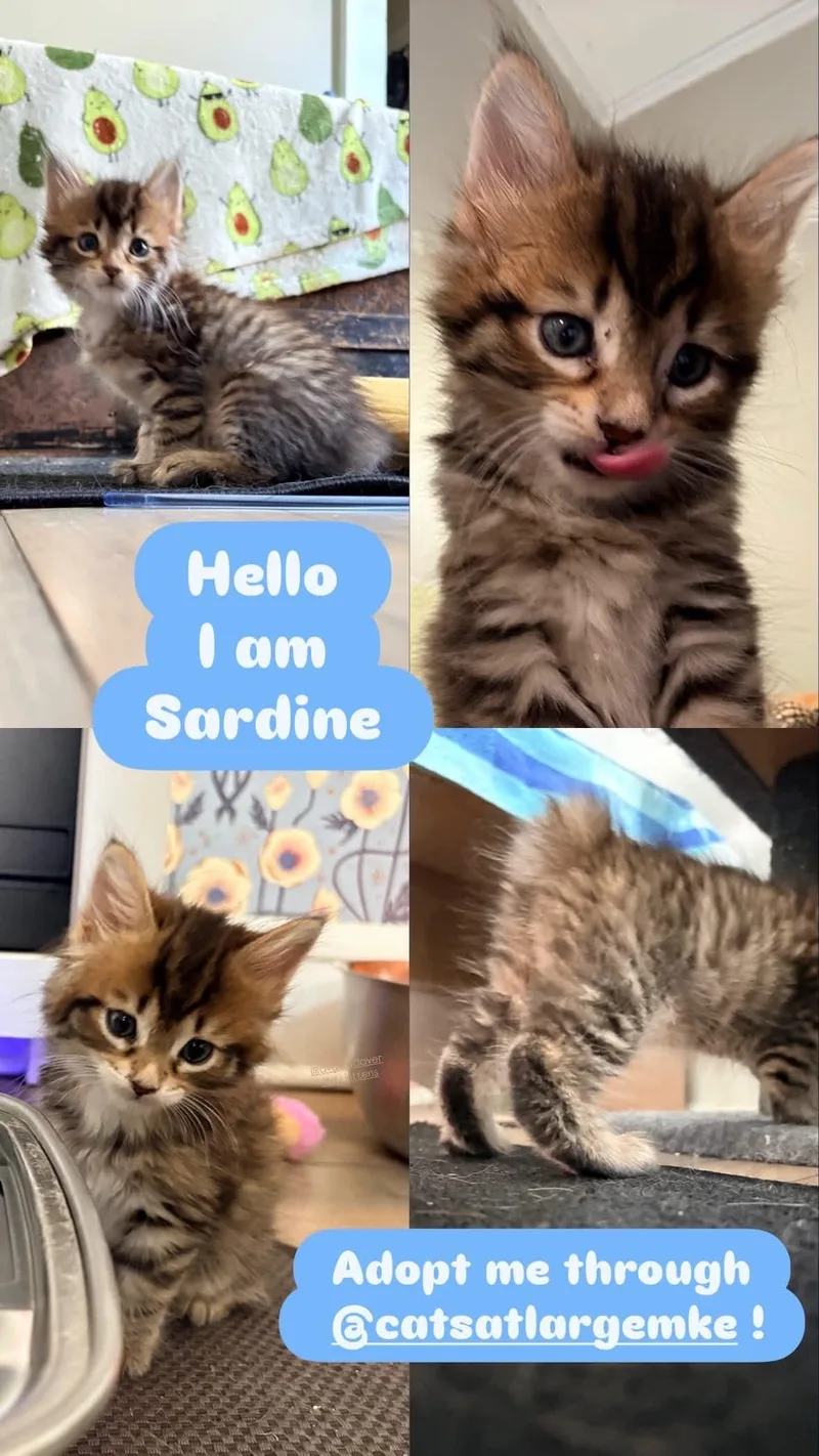 Sardine thumbnail 4