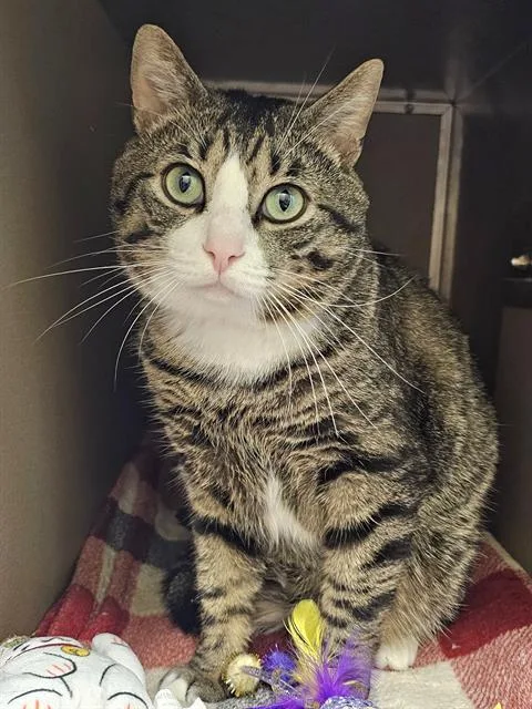 An adult medium-sized male Brown / Chocolate Domestic Short Hair cat named Dr. Strange for adoption in Clyde, NC
