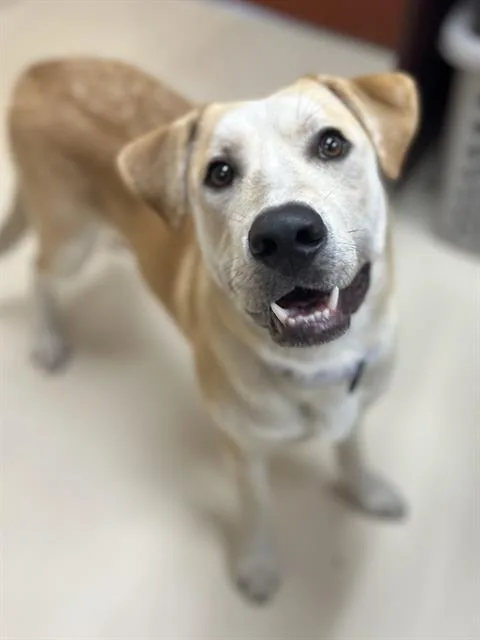 A young medium-sized male Labrador Retriever dog named Uturn for adoption in Aliquippa, PA