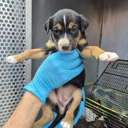Ranger Puddin