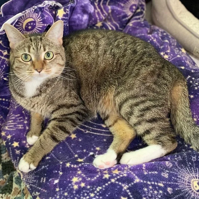 An adult small-sized female Brown / Chocolate Domestic Short Hair cat named Letty for adoption in Goshen, IN