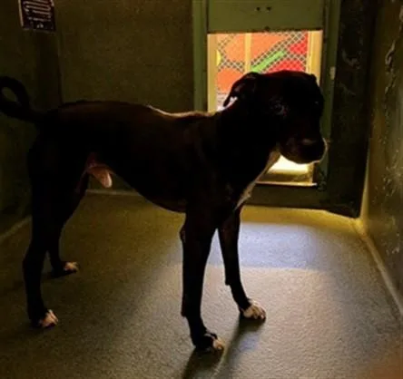 An adult medium-sized male Pit Bull Terrier dog named Junior for adoption in Gardena, CA