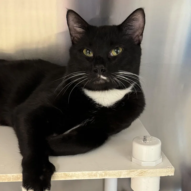 A young medium-sized male Black & White / Tuxedo Domestic Short Hair cat named Cupcake for adoption in Winchendon, MA