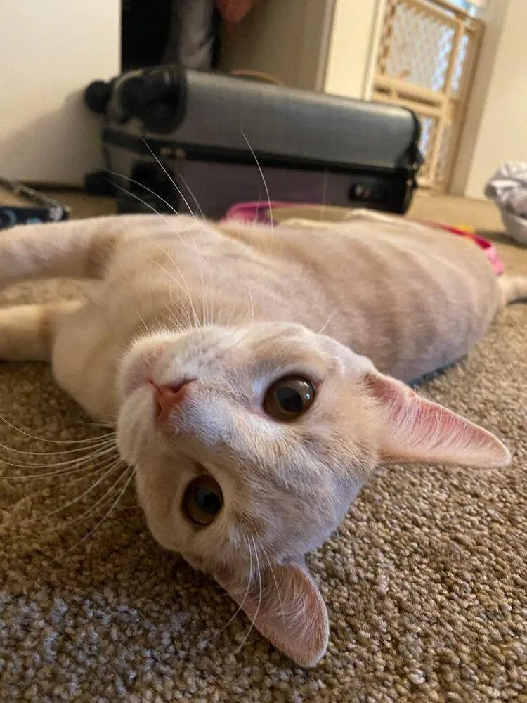 A baby medium-sized male Tabby (Orange / Red) Domestic Short Hair cat named Gaspar for adoption in Oceanside, CA