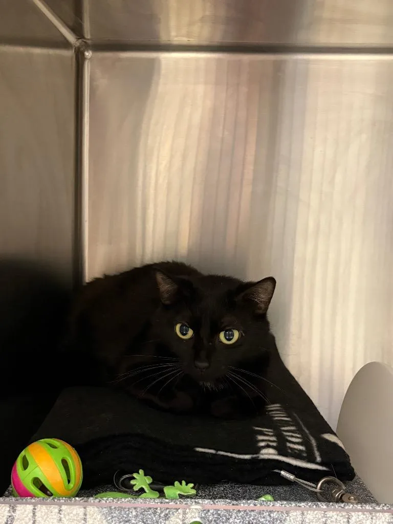 A baby small-sized female Domestic Short Hair cat named Georgie for adoption in Johnson City, TN