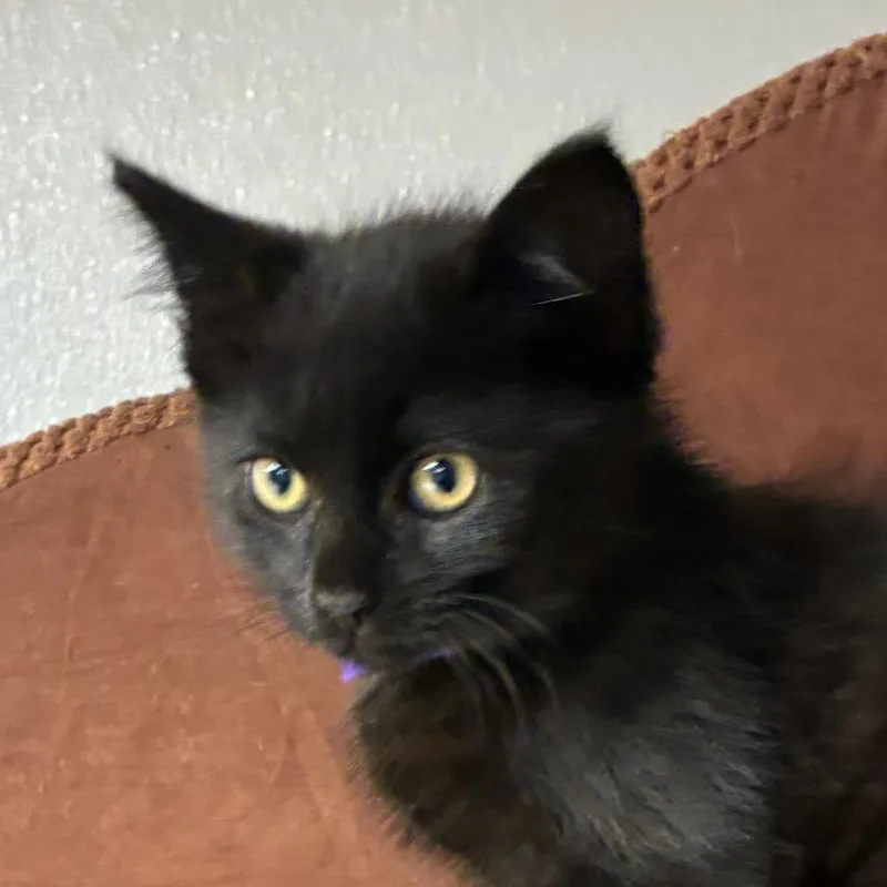 A baby small-sized male Black Domestic Short Hair cat named Grape for adoption in Uniontown, PA