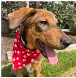 A baby medium-sized male Mixed Breed dog named Henry for adoption in West Chester, PA
