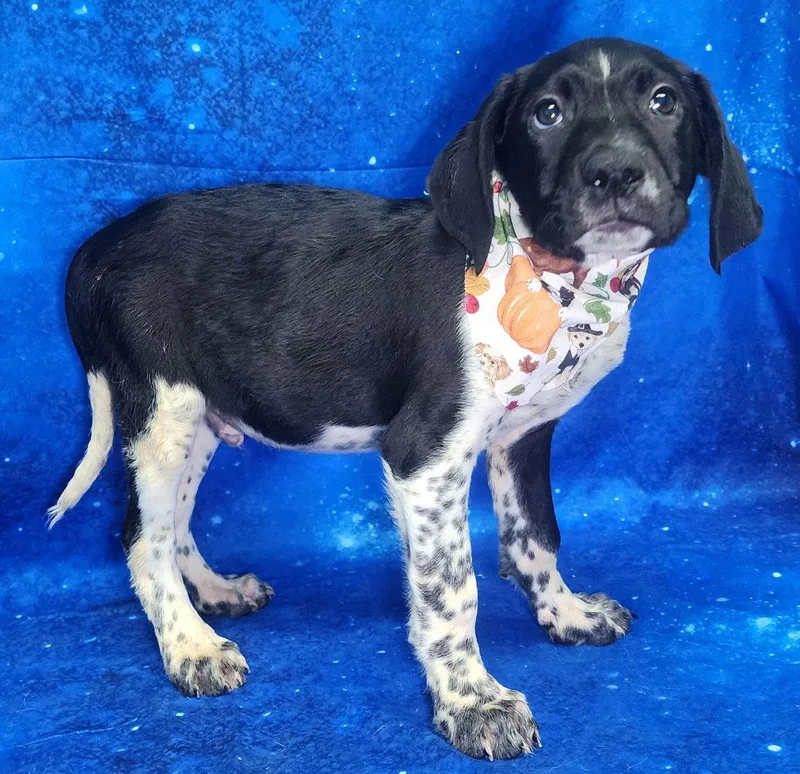 Scrounger thumbnail 2