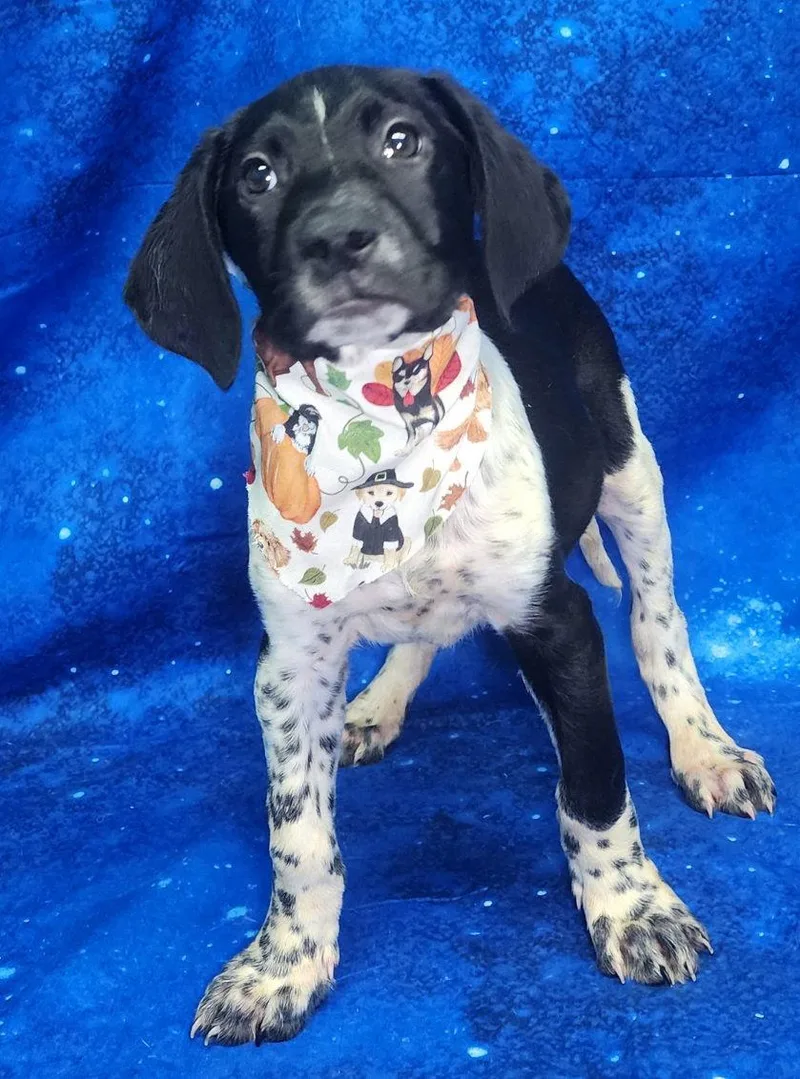 Scrounger thumbnail 3