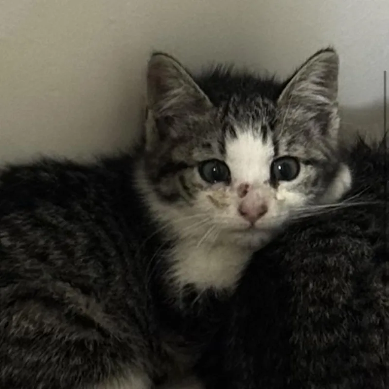 A baby small-sized female Gray / Blue / Silver Domestic Short Hair cat named Neji for adoption in Brooklyn, NY
