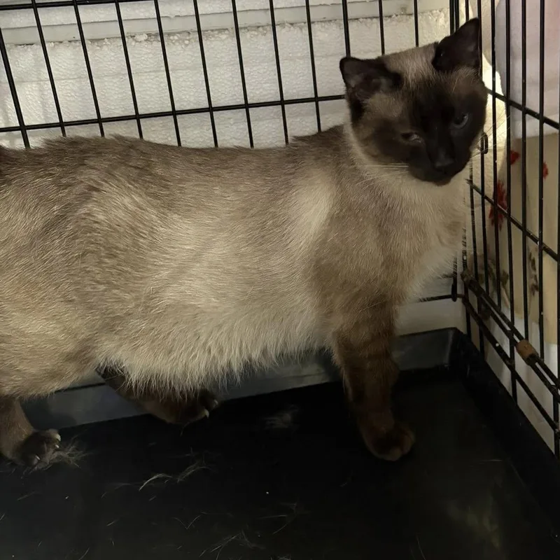 A young medium-sized female Chocolate Point Domestic Short Hair cat named Selena for adoption in Grand Rapids, MI