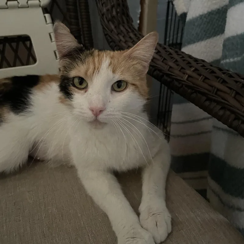A baby small-sized female White Domestic Short Hair cat named Auntie for adoption in Kingman, AZ
