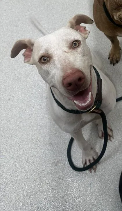 An adult large-sized female Rhodesian Ridgeback dog named Awa for adoption in Honolulu, HI