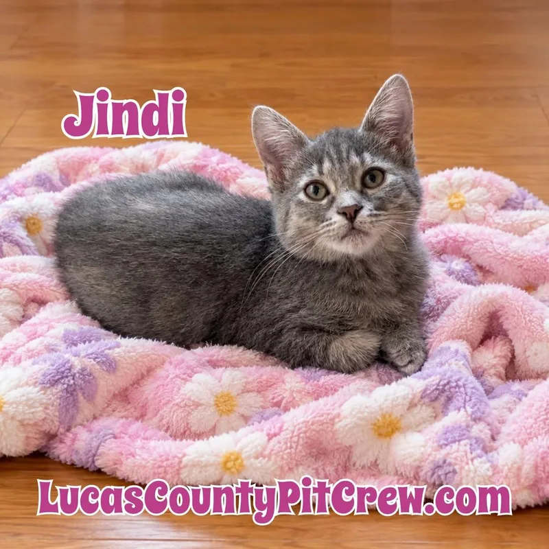 A baby medium-sized female White Tabby cat named Jindi for adoption in Toledo, OH