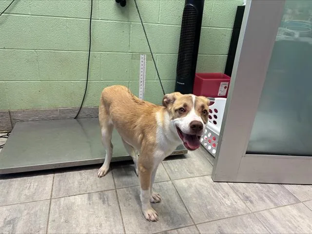 A baby large-sized female Labrador Retriever dog named Rihanna for adoption in Grand Prairie, TX