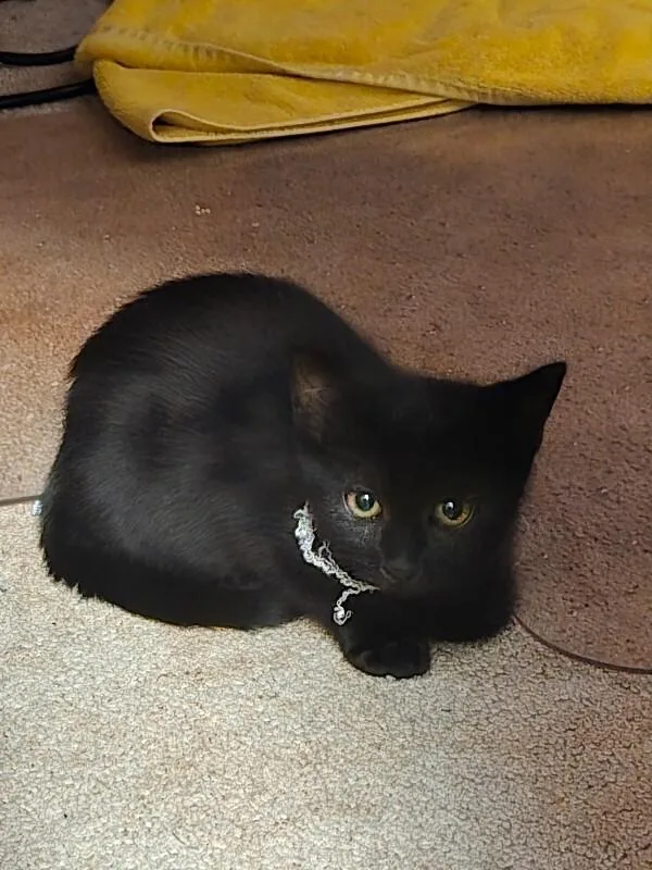 A young medium-sized female Black Domestic Short Hair cat named Goblin for adoption in Fort Collins, CO