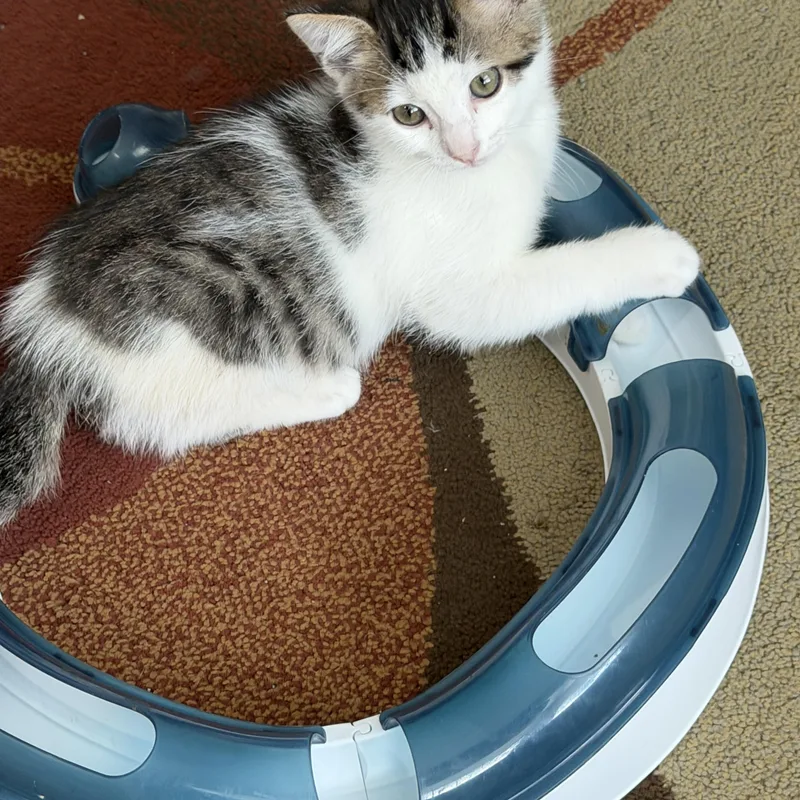 A baby medium-sized male Tabby (Brown / Chocolate) Domestic Short Hair cat named Aston Martin for adoption in Duluth, GA