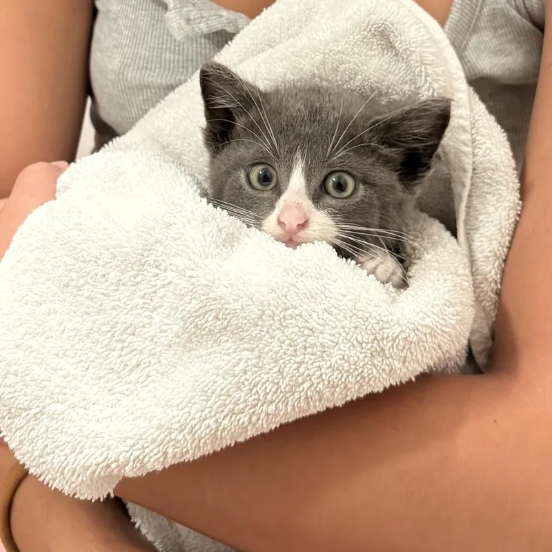 A baby small-sized male Gray & White Domestic Medium Hair cat named   Mile Powertrain for adoption in Sherman Oaks, CA