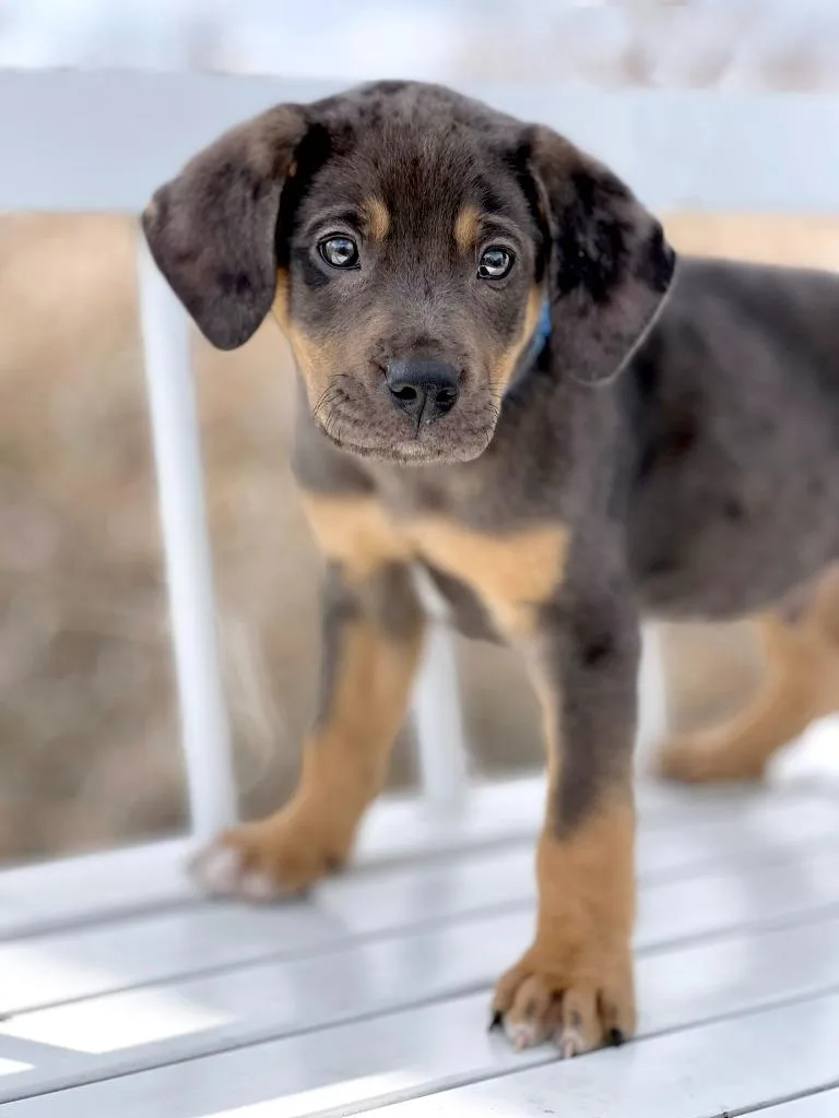 A baby medium-sized male Mixed Breed dog named Labubu Litter  Green for adoption in Savage, MN