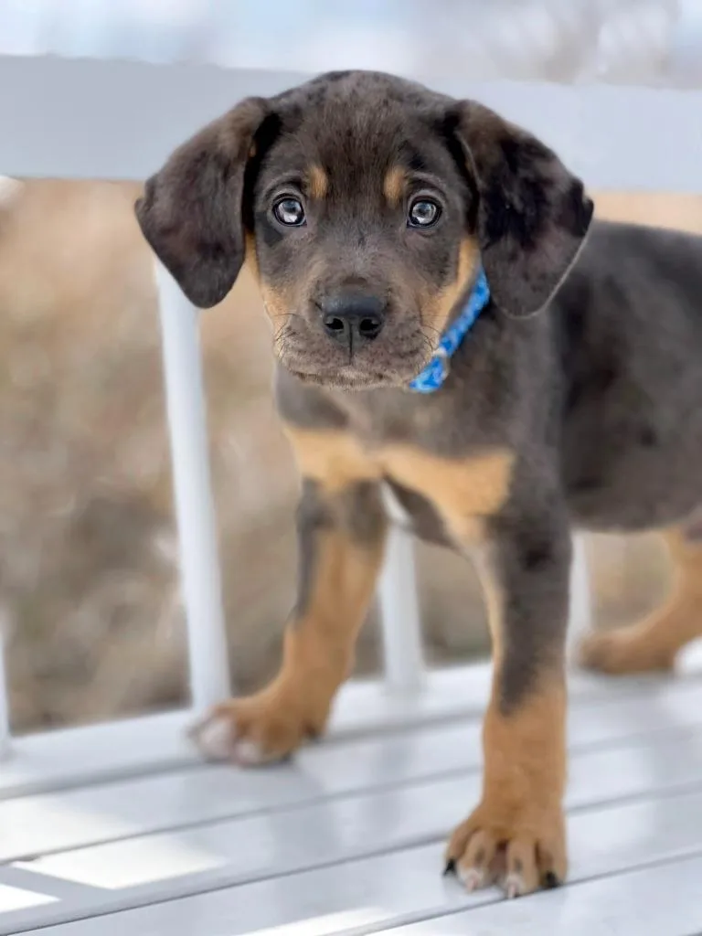 Labubu Litter  Green thumbnail 2