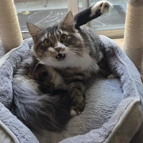 A young small-sized male Brown / Chocolate Domestic Long Hair cat named Chance for adoption in Los Angeles, CA
