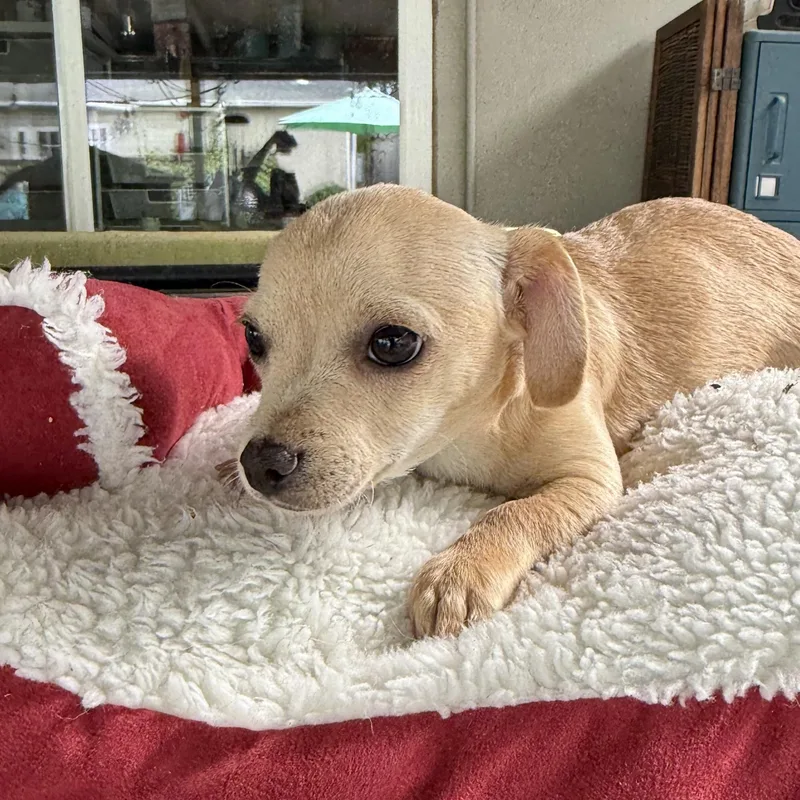 Daisy