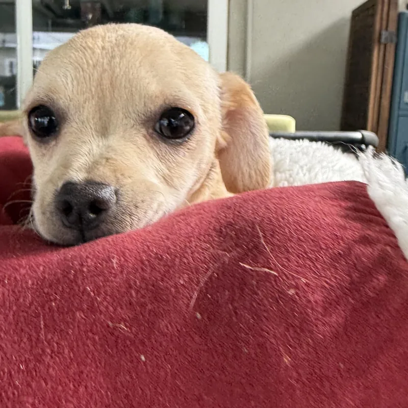 Daisy thumbnail 2