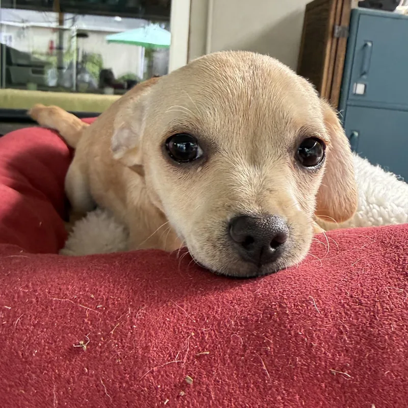Daisy thumbnail 4