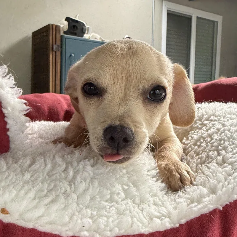 Daisy thumbnail 5