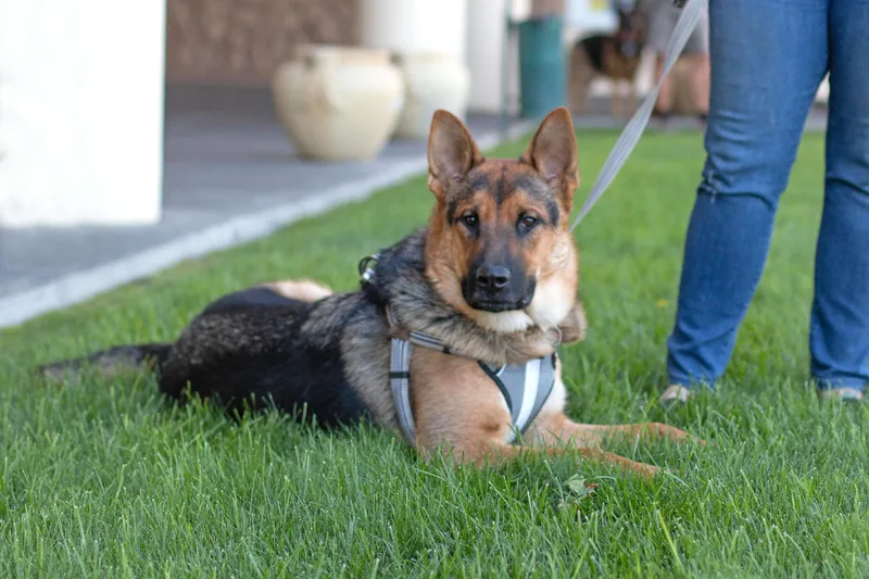 An adult large-sized male German Shepherd Dog dog named D'arce for adoption in West Richland, WA