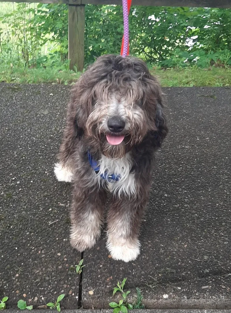 A young medium-sized male Brown / Chocolate Aussiedoodle dog named Chester for adoption in Falls Church, VA