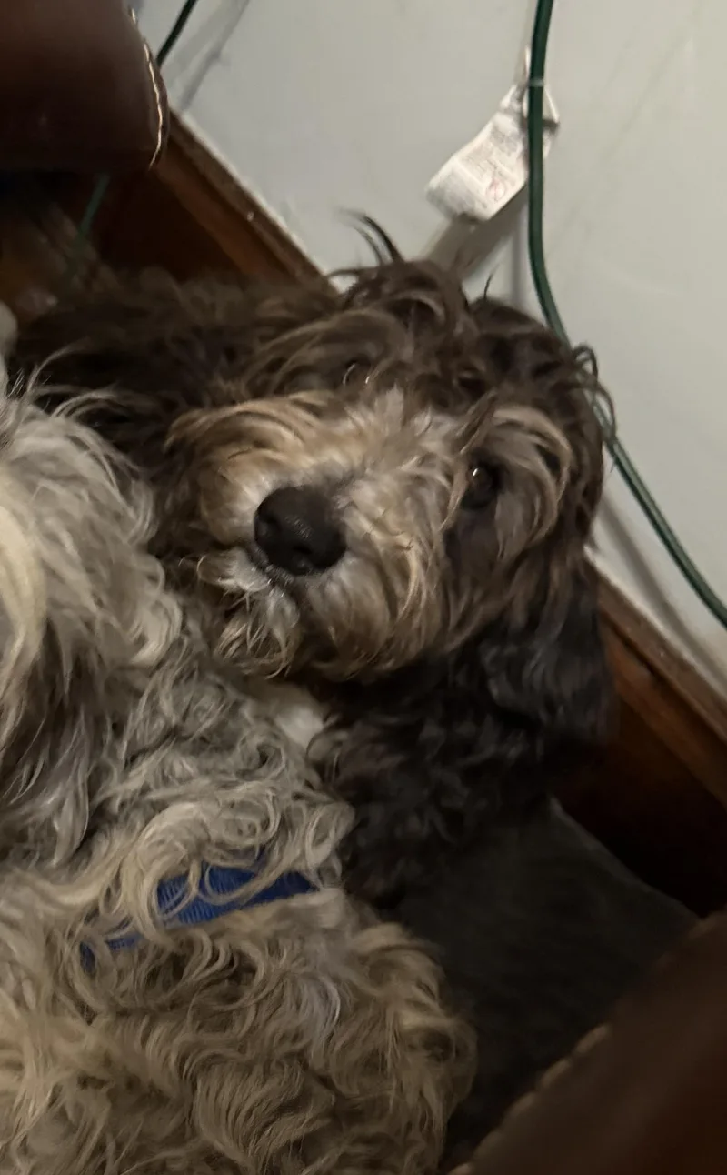 Chester thumbnail 2