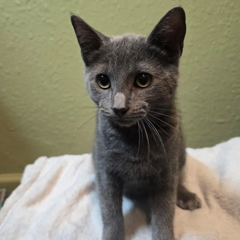 A baby medium-sized male Gray / Blue / Silver Russian Blue cat named Dorian for adoption in Fresno, CA