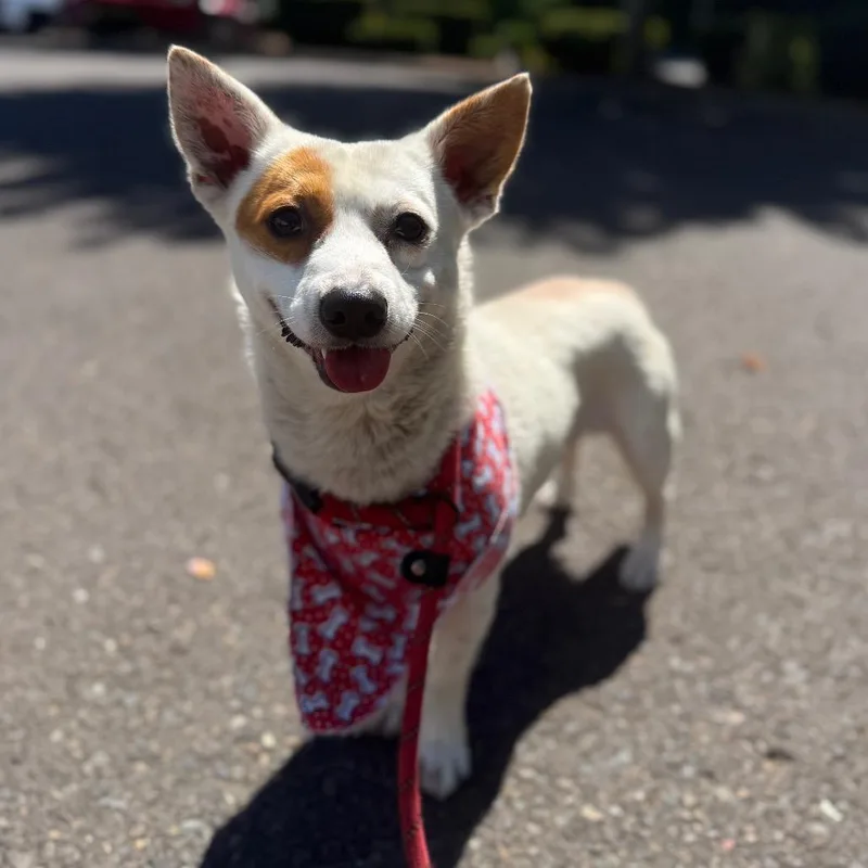 An adult small-sized male White / Cream Terrier dog named Charlie for adoption in Newberg, OR
