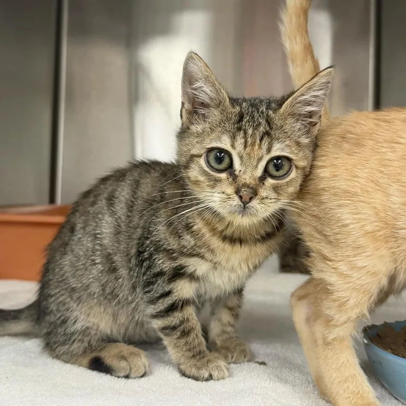 A baby small-sized female Brown / Chocolate Domestic Short Hair cat named Monica for adoption in Jupiter, FL