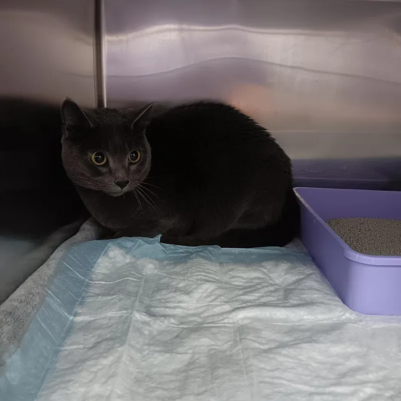 An adult large-sized male Gray / Blue / Silver Domestic Short Hair cat named Cardan for adoption in Auburn, AL