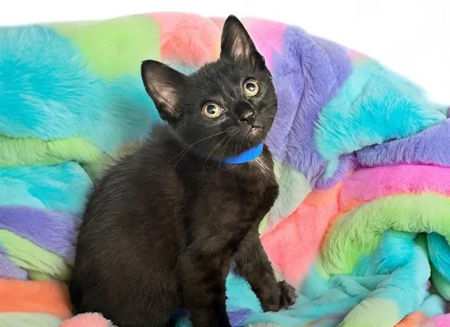 A baby medium-sized male Domestic Short Hair cat named Jack for adoption in Fort Lauderdale, FL