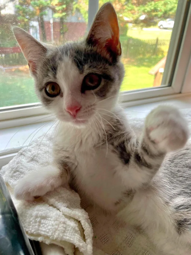A baby medium-sized female Gray & White Domestic Short Hair cat named Ginny for adoption in Johnson City, TN