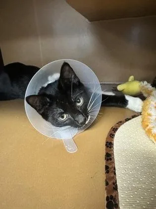 A baby medium-sized male Domestic Short Hair cat named Hubba Bubba $ for adoption in Seneca, SC
