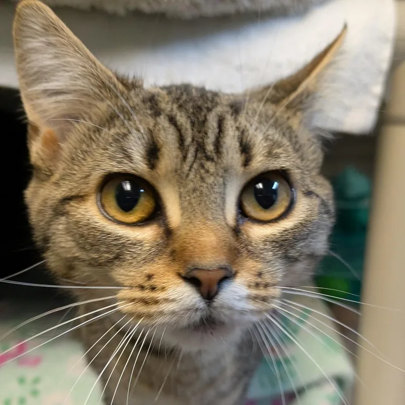 Shortcake thumbnail 2