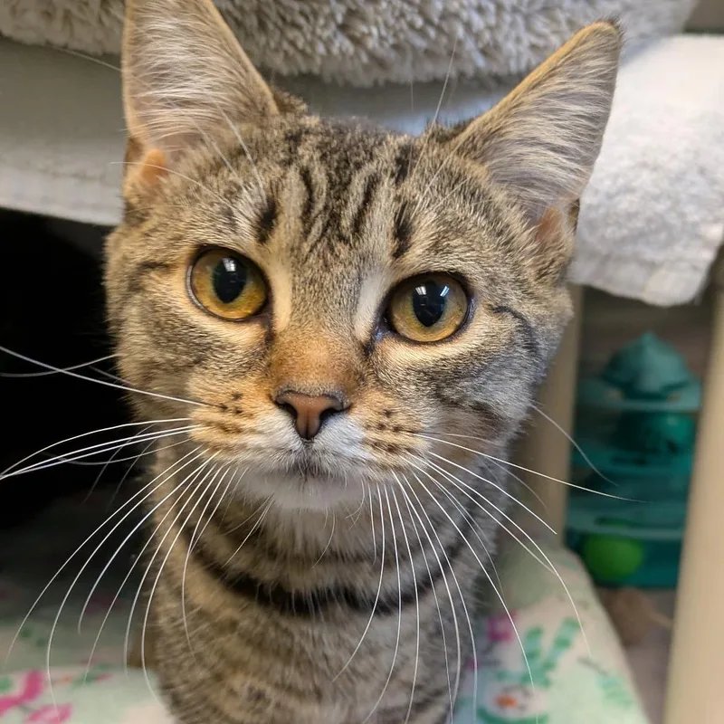 Shortcake thumbnail 3