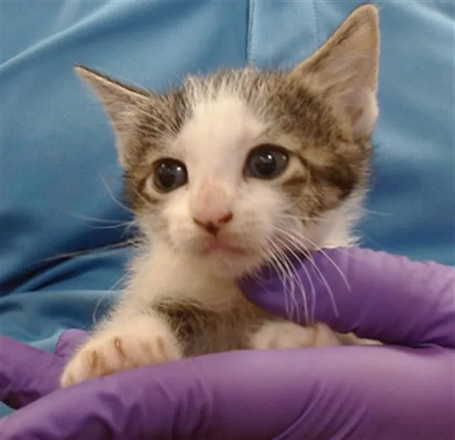 A baby small-sized female Domestic Short Hair cat named Monica for adoption in Miami, FL