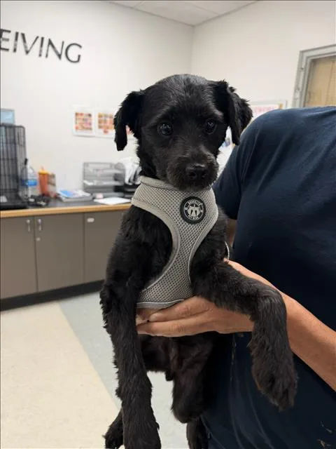 An adult small-sized male Labrador Retriever dog named Oreo for adoption in Van Nuys, CA