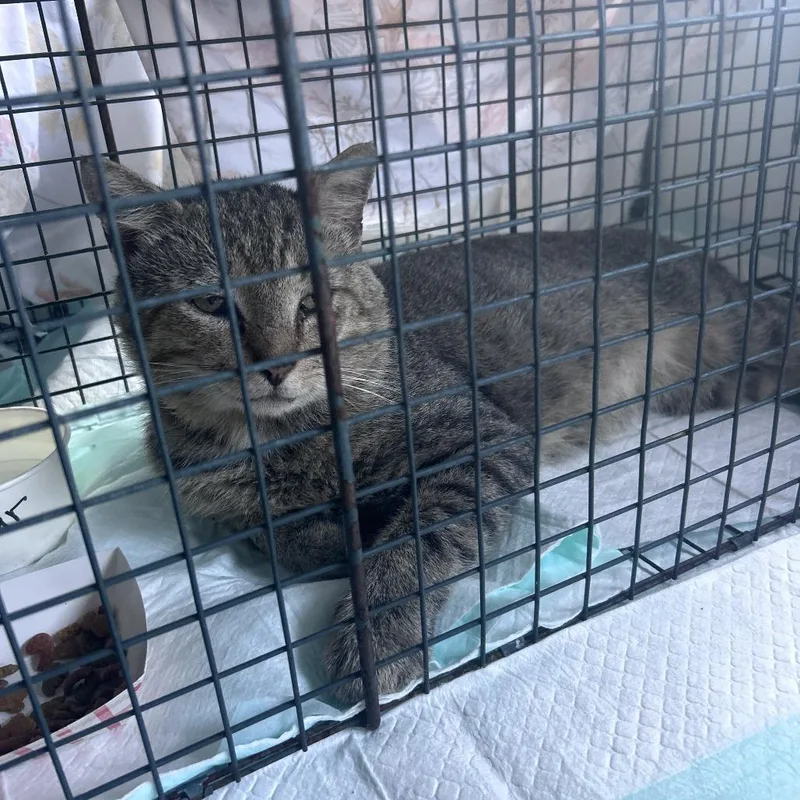 An adult small-sized male Brown / Chocolate Domestic Short Hair cat named Oscar Wilde for adoption in Rocky Mount, VA