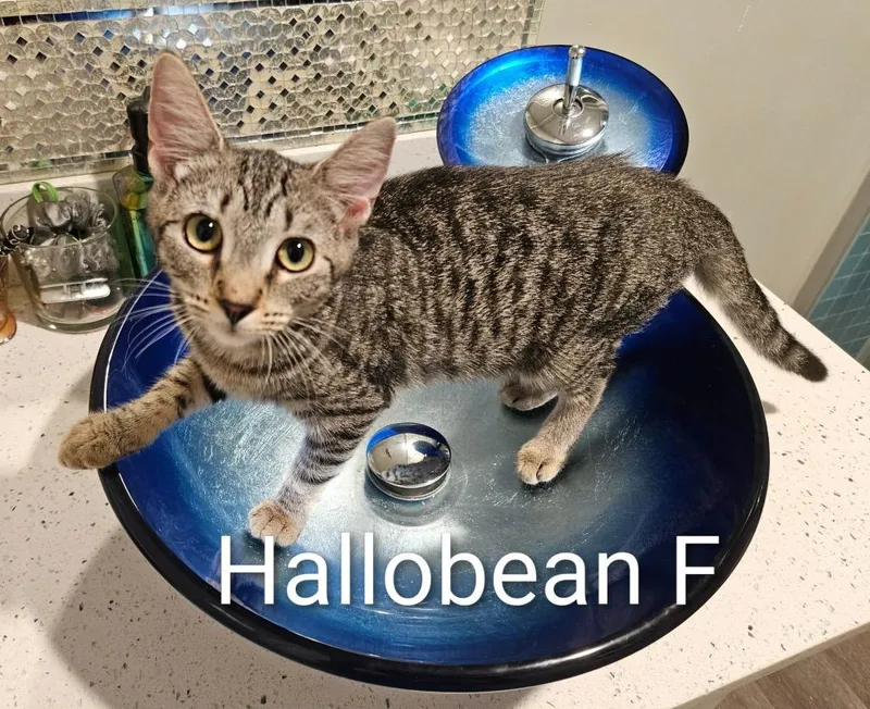 A baby large-sized female American Shorthair cat named Hallobean for adoption in Darien, GA