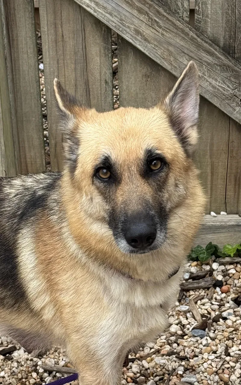 An adult medium-sized female Shepherd dog named Katana for adoption in Ellicott City, MD