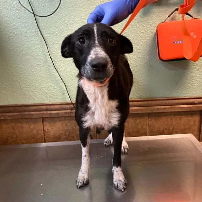 A young medium-sized female Black Border Collie dog named Fourteen for adoption in Madill, OK
