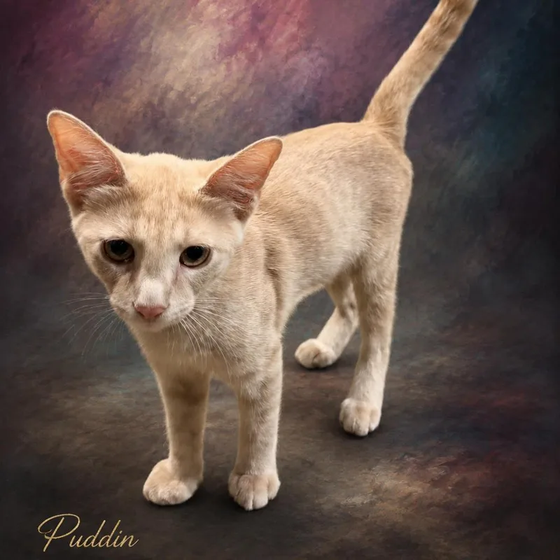 A baby small-sized male Orange / Red Domestic Short Hair cat named Puddin for adoption in Denison, TX