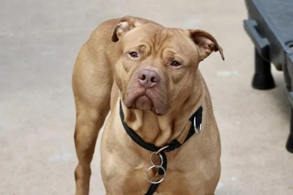 An adult large-sized male Mixed Breed dog named Smokey for adoption in Staten Island, NY